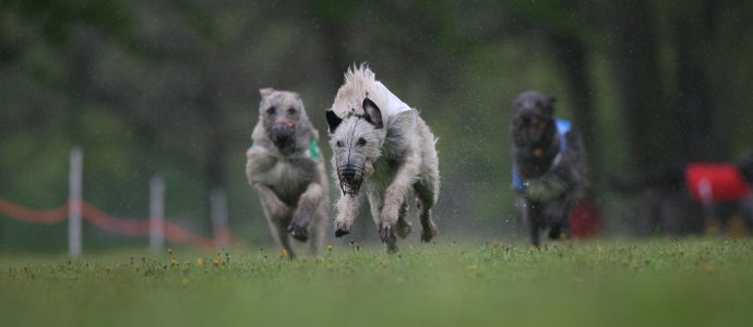 Legacy shop irish wolfhounds